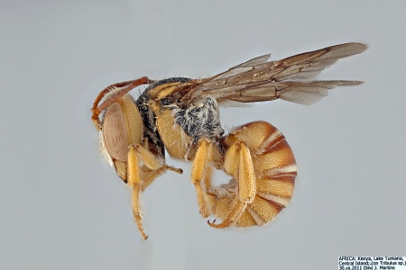 [Icteranthidium male (lateral/side view) thumbnail]